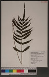 Cyclosorus acuminatus (Houtt.) Naksi ex H Ito p