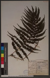 Pseudocyclosorus esquirolii (H. Christ) Ching 