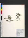 Astragalus nankotaizanensis Sasaki njs^