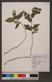Ficus formosana Maxim. ѥPG