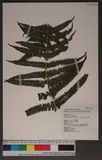 Thelypteris erubecens (Wall. ex Hook.) Ching FF