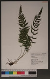 Metathelypteris gracilescens (Blume) Ching Yb