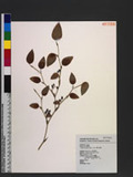 Smilax menispermoidea A. DC. subsp. randaiensis (Hayata) T. Koyama rjn