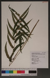 Cyclosorus acuminatus (Houtt.) Nakai ex H. Ito 