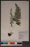 Metathelypteris gracilescens (Blume) Ching Yb