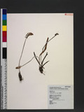 Scilla sinensis (L...