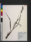 Veratrum formosanum Loesen. f. 臺灣藜蘆