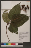 Ficus variegata Blume var. garciae (Ehem) Comer F_