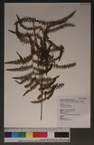 Thelypteris palustris Schott