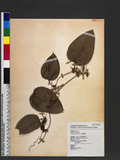 Smilax perfoliata Lour. ոn