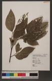 Ficus irisana Elmer ߸_