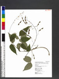 Desmodium laxum DC. subsp. leptopus (S. Gray) Ohashi ӱs½