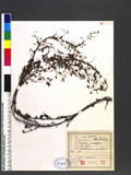 Desmodium microphyllum (Thunb.) DC. ps½