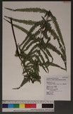 Pseudophegopteris subaurita (Tagawa) Ching n`