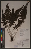 Stegnogramma dictyoclinoides Ching 俹