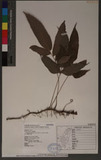 Pronephrium triphyllum (Sw.) Holtt. var. parshii (Bedd.) Kuo иs뿹