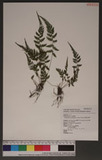 Parathelypteris glanduligera (Kunze) Ching KP