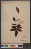 Petrophiloides strobilacea (S et Z.) Rehd var. kawakamii Kaneh.