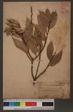 Castanopsis brevispina Hayata P