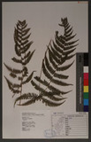 Thelypteris