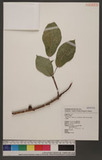 Ficus erecta Thunb. var. beecheyana (Hook. & Arn.) King ź_