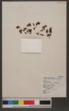 Microgonium motleyi v. d. Bosch u`渭߿