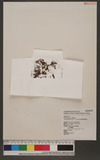Microgonium motleyi v. d. Bosch u`渭߿
