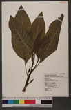 Phytollaca japonica Makino 饻ӳ