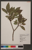 Ficus erecta Thunb. ex Kaempf. JI