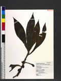 Amischotolype chinensis (N. E. Br.) E. H. Walker ex Hatusima T