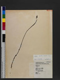 Gastrodia fontinalis T. P. Lin Kb