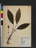 Peliosanthes teta Ander. var. humilis (Ander.) M, J. Lai Glyl