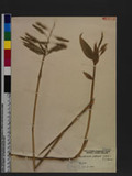 Anundinaria palmafa (Bub.) E.