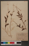 Pogonatherum paniceum (Lam.) Hack. v
