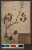 Phyllanthus taxoides (Heyne) Koord
