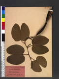 Bauhinia purpurea L. v