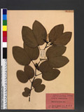 Bauhinia purpurea L. v
