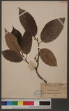 Artocarpus hypargyreia hance