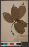 Artocarpus tonkinenensis Chev.