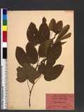 Bauhinia variegata L. Ͽ