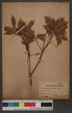 Lithocarpus konishii Hay
