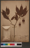 Lithocarpus kouishii, Hay