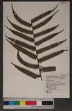 Cyclogramma parasiticus (L.) Farw. K