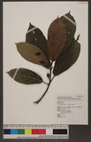 Ficus fistulosa Reinw. ex Blume P