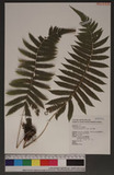 Cyclosorus pairixua (L.) Farw K