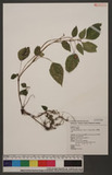 Lecanthus sasakii Hayata L
