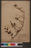 Persioaua chiuensis, (L.) Nakai