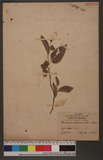 Persioaua chiuensis, (L.) Nakai