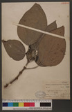 Cypholophus moluccanus (Blume) Miq. Fa