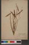 Sagittaria sagittifolia L. Oh
